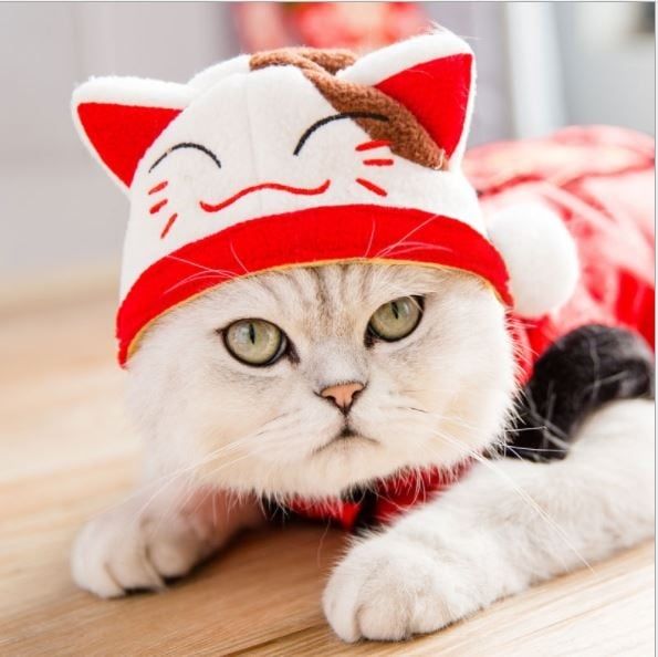 Nón Vải Thú Cưng