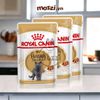 Pate Royal Canin cho mèo Anh lông ngắn British và Ba Tư Persian
