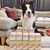Sữa tươi Úc Pets OWN Hộp 1L với Glucosamine cho chó mèo