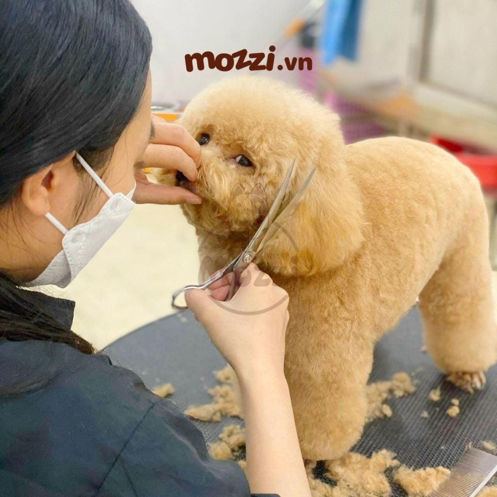 Kéo Cắt Tỉa Lông Cao Cấp Hipi