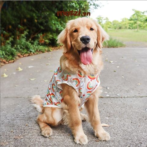  Áo chó lớn cầu vồng InnoPet 