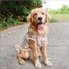 Áo chó lớn cầu vồng InnoPet
