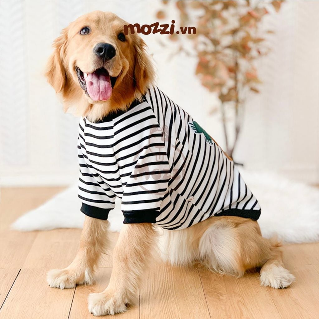 Áo chó lớn lưng gấu InnoPet