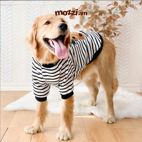  Áo chó lớn lưng gấu InnoPet 