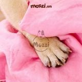  Khăn tắm siêu thấm hút Petstyle cho chó mèo 