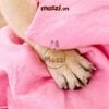 Khăn tắm siêu thấm hút Petstyle cho chó mèo