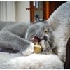 Cattyman Đồ chơi xơ mướp gặm sạch răng cho mèo