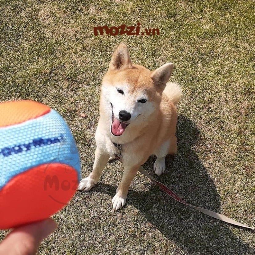 Đồ chơi Banh Bóng Tennis và Xương mềm đặc ruột cho chó