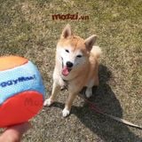  DoggyMan Banh Tennis đặc ruột cho chó 