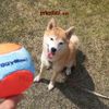 Đồ chơi Banh Bóng Tennis và Xương mềm đặc ruột cho chó