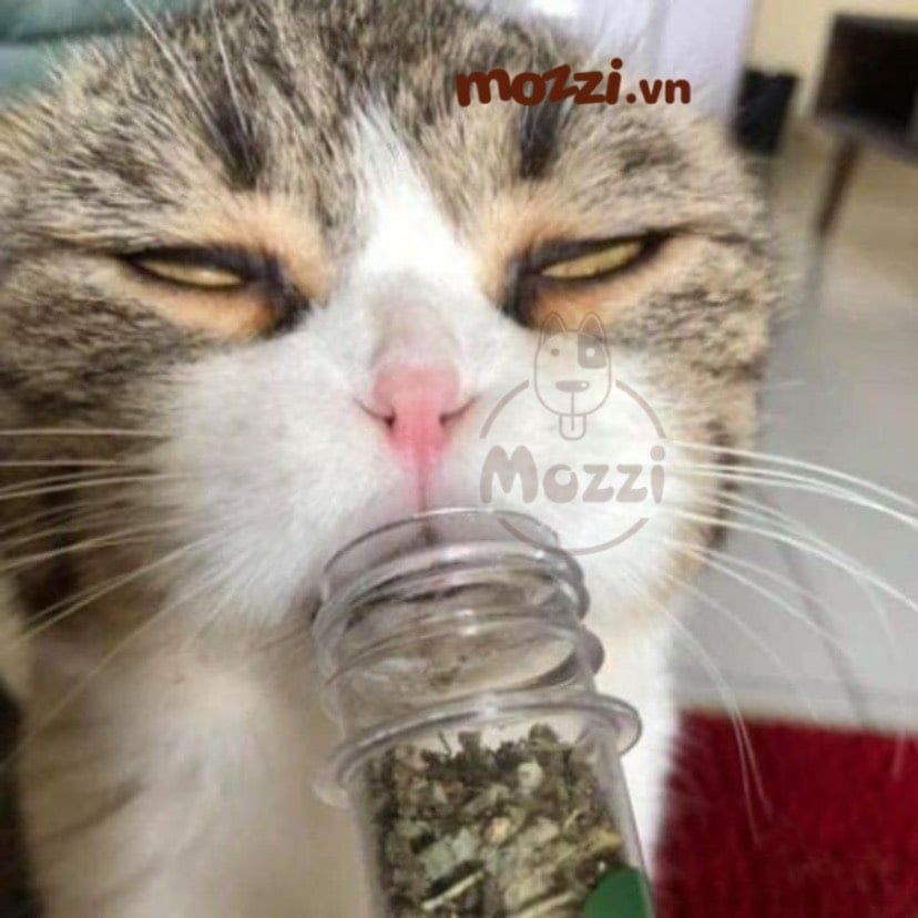 Catnip Cỏ bạc hà khô ống nghiệm 40ml cho mèo