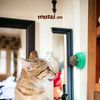Viên Catnip dán tường cho mèo