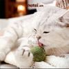Catnip gắn tường hình quả bơ