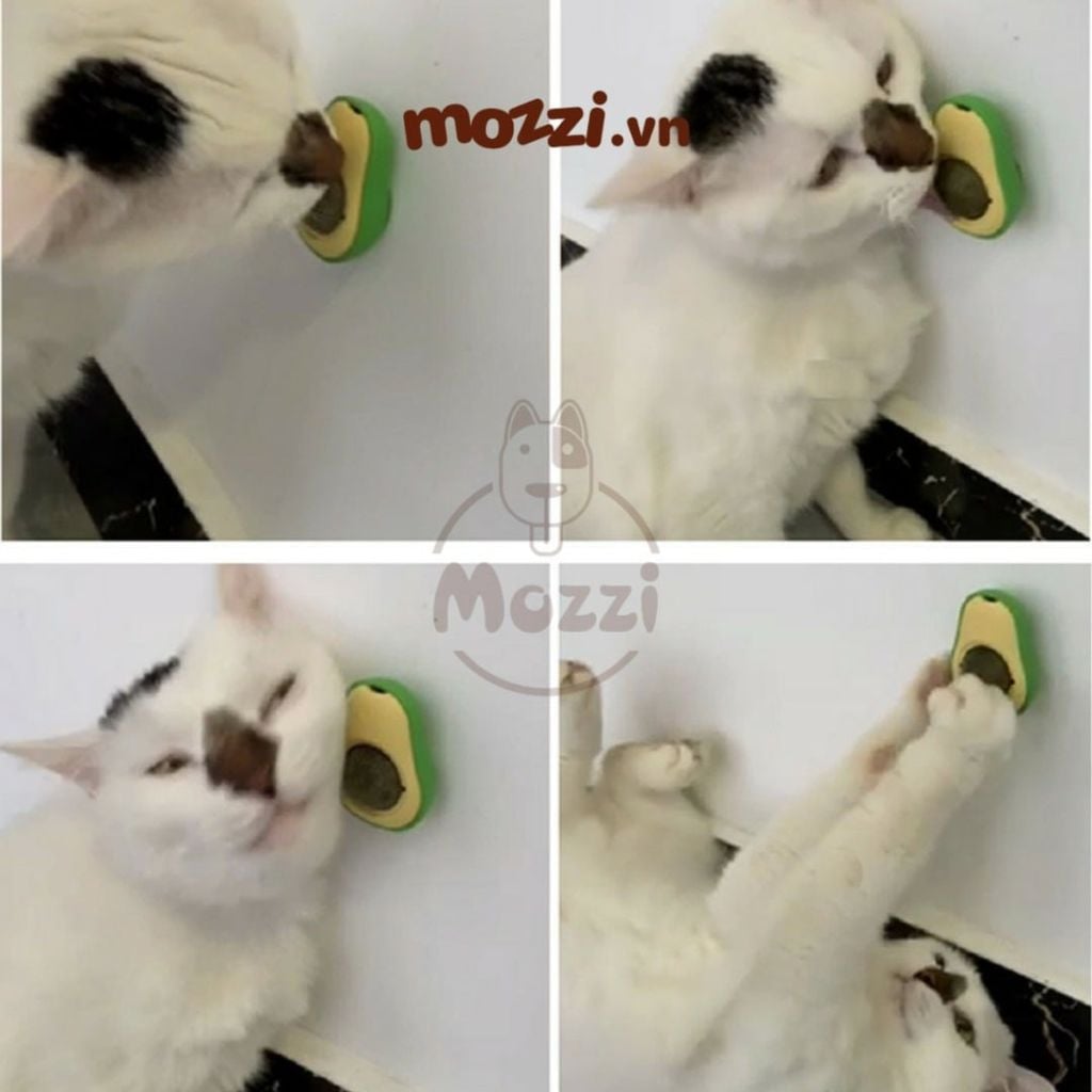 Catnip gắn tường hình quả bơ