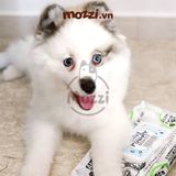  Khăn ướt cho chó mèo Kháng khuẩn trắng Absorb Antibacterial Absolute 