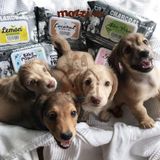  Khăn ướt cho chó mèo Kháng khuẩn than hoạt tính Absorb Charcoal Absolute 