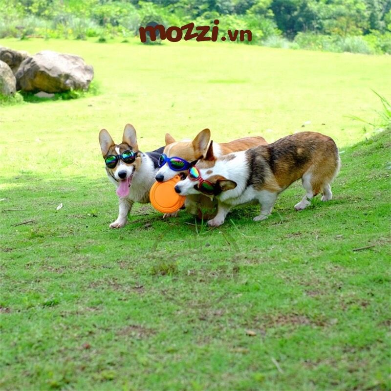 Kính mát tráng gương thời trang cho chó lớn