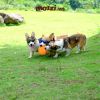 Kính mát tráng gương thời trang cho chó lớn