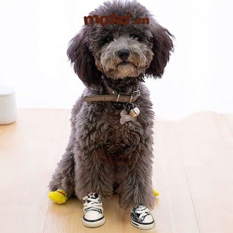  Giày vải jean Converse trendy cho chó mèo 