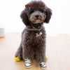 Giày vải jean Converse trendy cho chó mèo