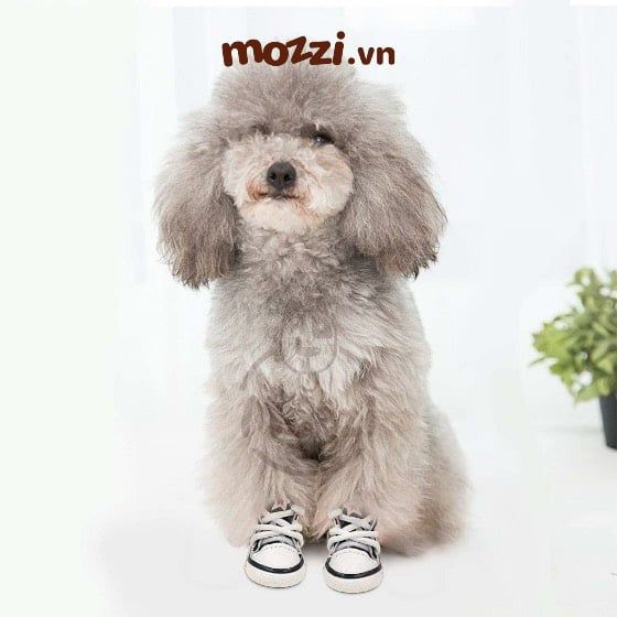 Giày vải jean Converse trendy cho chó mèo