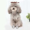 Giày vải jean Converse trendy cho chó mèo