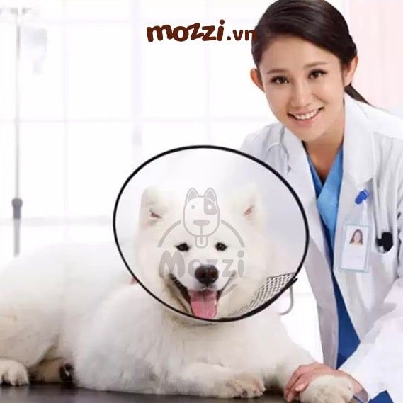 Loa chống liếm trong suốt cho chó mèo