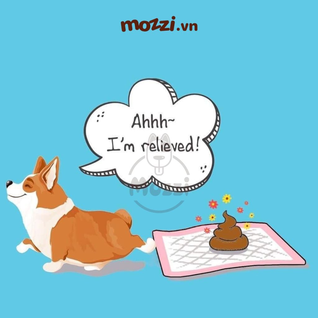 Tã lót chuồng chó mèo Absorb Plus trắng siêu thấm hút 72h của Mỹ