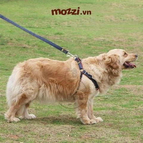  Dây dắt yếm ngực BONE cho chó mèo 