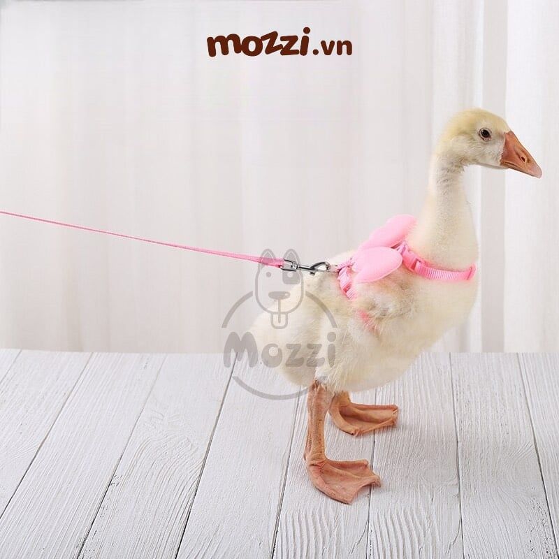 Dây dắt ngực gắn cánh thiên thần cho chó mèo
