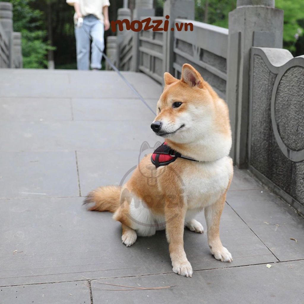 Dây dắt kéo tự động Diil 3m 5m cho chó mèo