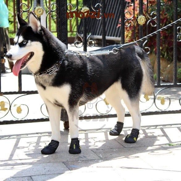 Dây dắt có lò xo trợ lực cho chó