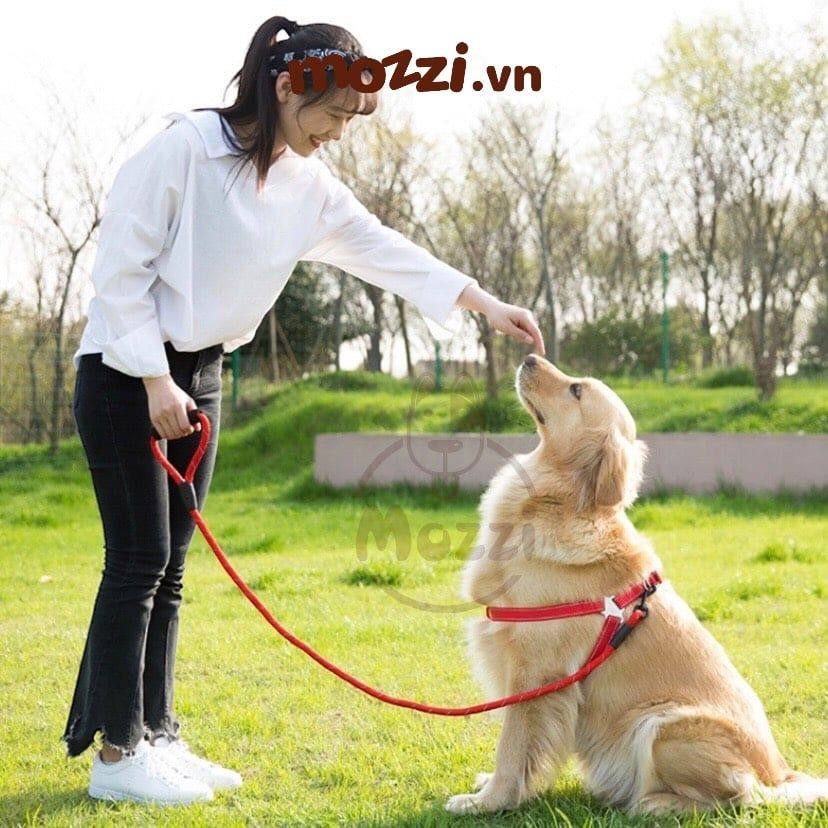 Set dây dắt yếm ngực kèm vòng cổ có tay cầm cho chó mèo