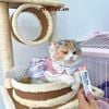 Súp thưởng cho mèo Sốt thịt MeoWow Mumargin
