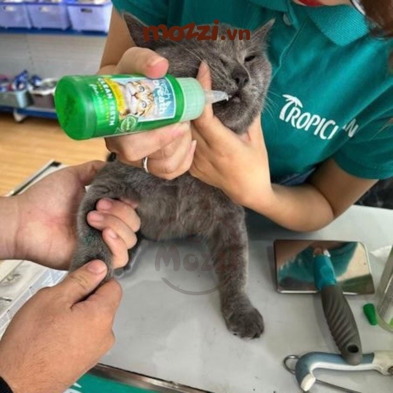 Gel nhỏ sạch răng miệng Tropiclean Fresh Breath Chai 59ml cho chó mèo