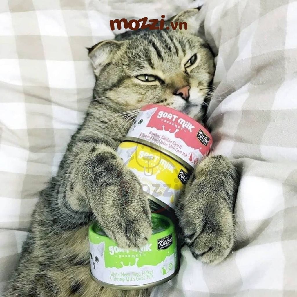 Pate cho mèo Pate sữa dê KitCat Lon 70gr