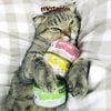 Pate cho mèo Pate sữa dê KitCat Lon 70gr