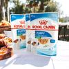 Pate cho chó Royal Canin Mini Puppy Adult Gói 85g