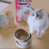  Pate cho mèo con Nekko Kitten Gói 70gr 