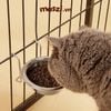 Chén bát ăn cho chó mèo inox trơn treo chuồng
