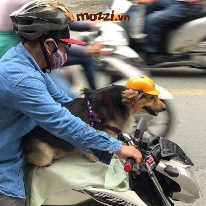 Mũ nón Bảo hiểm nhiều màu cho chó mèo