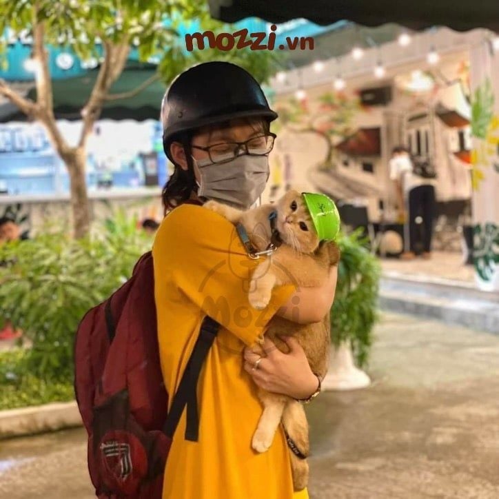Mũ nón Bảo hiểm nhiều màu cho chó mèo