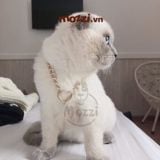  Dây chuyền vàng bạc làm theo yêu cầu cho chó mèo (inbox cân nặng) 