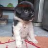 Dây chuyền vàng bạc làm theo yêu cầu cho chó mèo (inbox cân nặng)