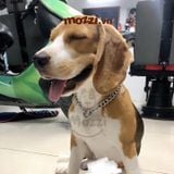  Dây chuyền vàng bạc làm theo yêu cầu cho chó mèo (inbox cân nặng) 