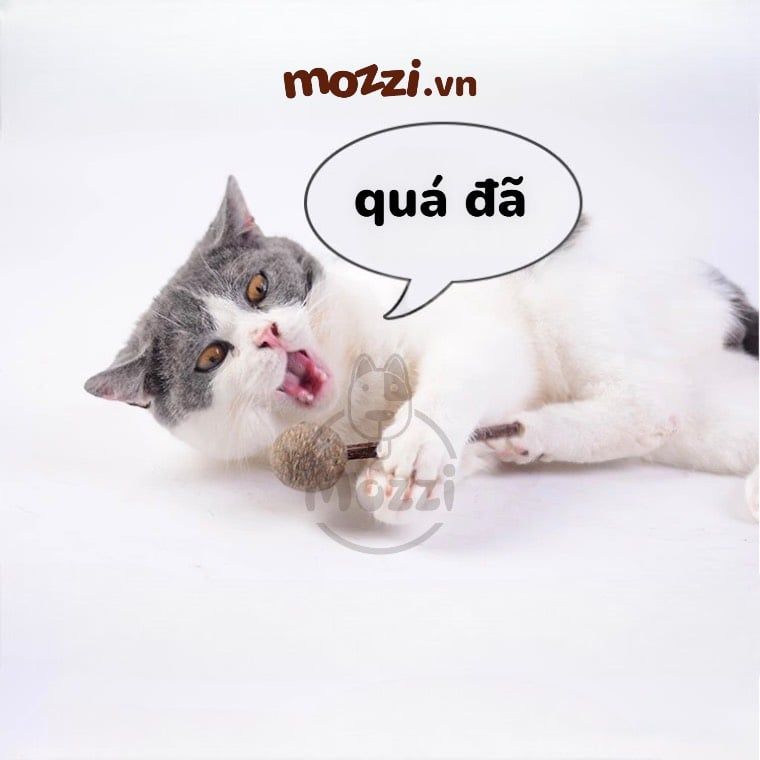 Catnip Kẹo mút cỏ bạc hà cho mèo