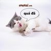 Catnip Kẹo mút cỏ bạc hà cho mèo