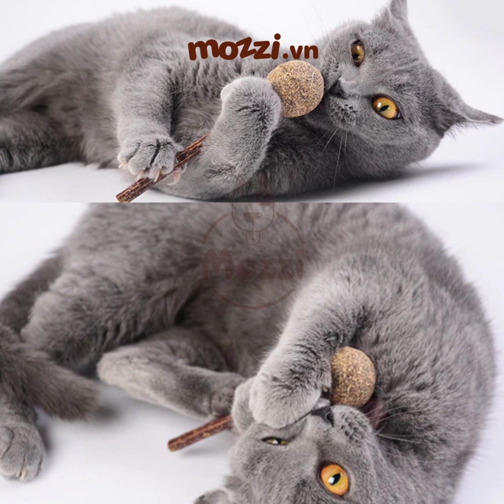 Catnip Kẹo mút cỏ bạc hà cho mèo