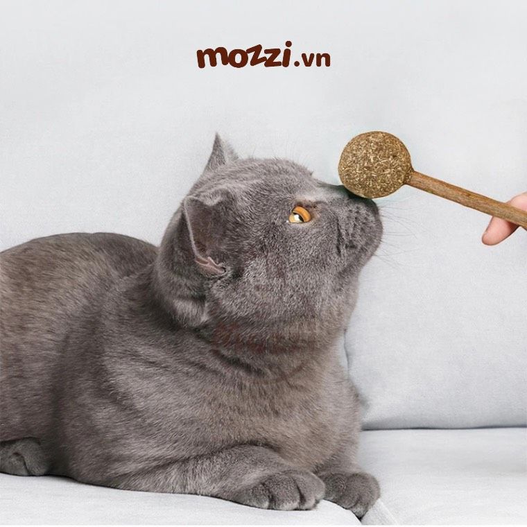 Catnip Kẹo mút cỏ bạc hà cho mèo