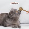 Catnip Kẹo mút cỏ bạc hà cho mèo